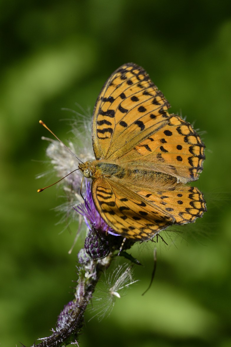 Conferma Argynnis paphia
